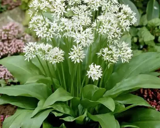 10 Medicinal Health Benefits Of Wild Garlic (Allium ursinum)