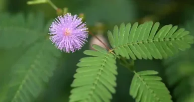 16 Medicinal Health Benefits Of Mimosa (Sensitive Plant)