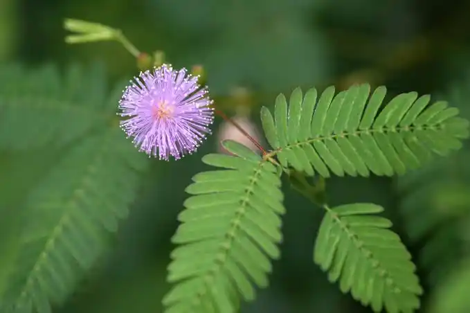 16 Medicinal Health Benefits Of Mimosa (Sensitive Plant)