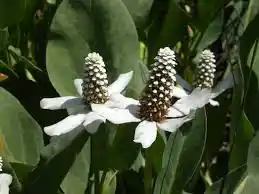 15 Medicinal Health Benefits Of Yerba Mansa (Anemopsis californica)