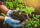 The Importance of Organic farming