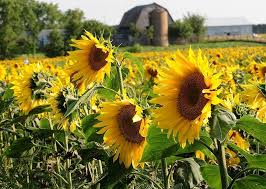 Sunflower Field: Growing and Care Guide