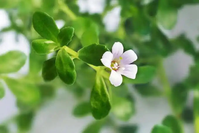 15 Medicinal Health Benefits Of Bacopa (Brahmi)