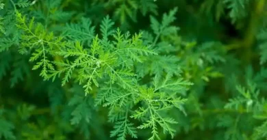18 Medicinal Health Benefits Of Sweet Wormwood (Artemisia annua)