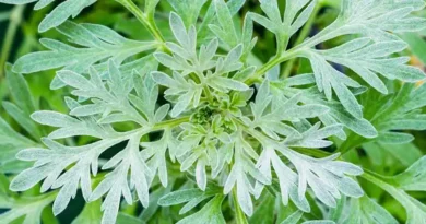 18 Medicinal Health Benefits Of Wormwood (Artemisia absinthium)