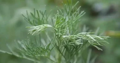 10 Medicinal Health Benefits Of Southernwood (Artemisia abrotanum)