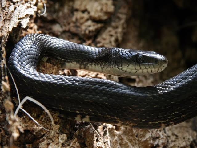 The Appearance and Features of Rat Snakes
