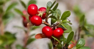 15 Medicinal Health Benefits Of Bearberry (Arctostaphylos uva-ursi)