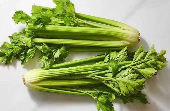 15 Medicinal Health Benefits Of Celery (Apium graveolens)