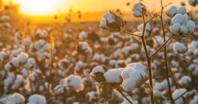 Growing and Care Guide of Cotton Plants