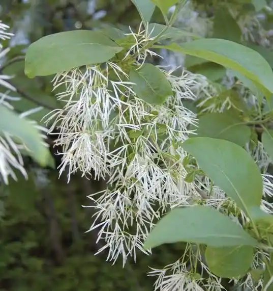 15 Medicinal Health Benefits Of Fringetree (Chionanthus virginicus)