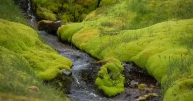 15 Medicinal Health Benefits Of Iceland Moss (Cetraria islandica)