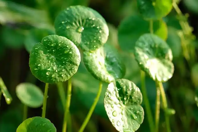 15 Medicinal Health Benefits Of Gotu Kola (Centella asiatica)