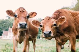 Jersey Cow: Grooming and Care Guide