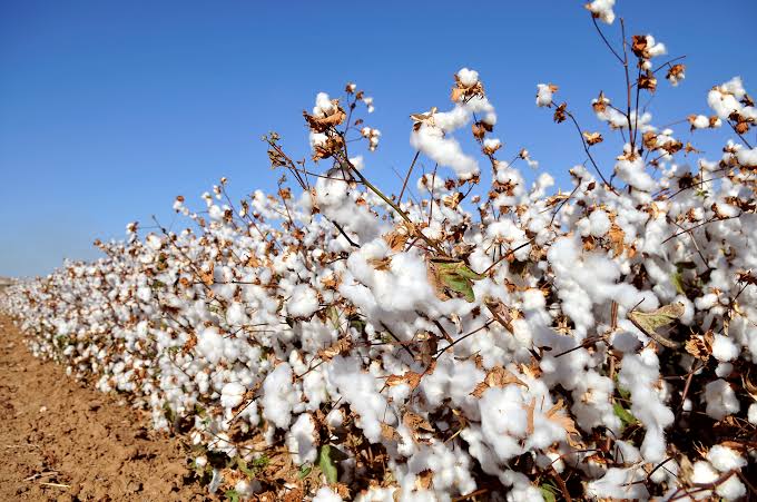 Growing and Care Guide of Cotton Plants Growing and Care Guide of Cotton Plants