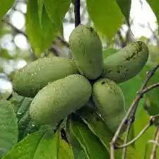 8 Medicinal Health Benefits Of Pawpaw (Asimina triloba)
