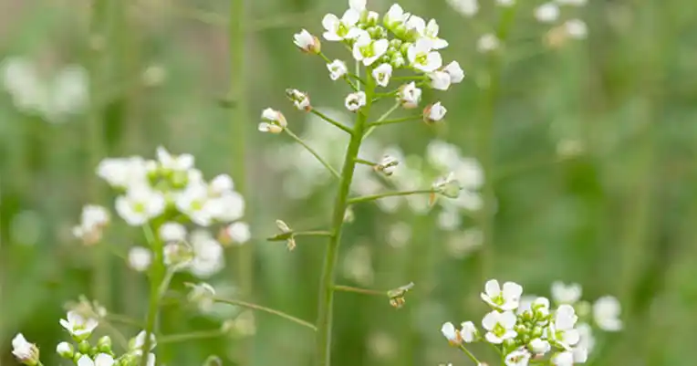 15 Medicinal Health Benefits Of Shepherd's Purse (Capsella bursa-pastoris)