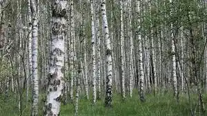 15. Medicinal Health Benefits Of Silver Birch (Betula pendula)