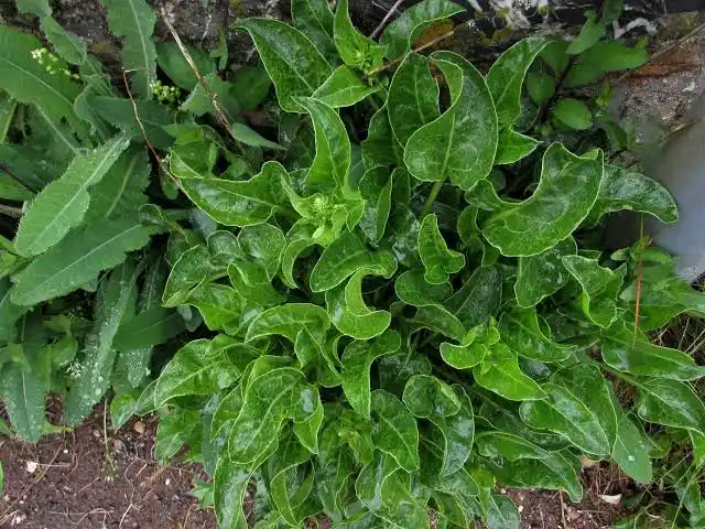 15 Medicinal Health Benefits Of Sea Beet (Beta vulgaris subsp. maritima)