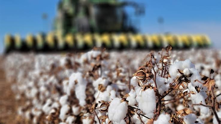 Growing and Care Guide of Cotton Plants Growing and Care Guide of Cotton Plants