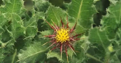 10 Medicinal Health Benefits Of Holy Thistle (Cnicus benedictus)