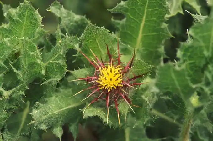 10 Medicinal Health Benefits Of Holy Thistle (Cnicus benedictus)