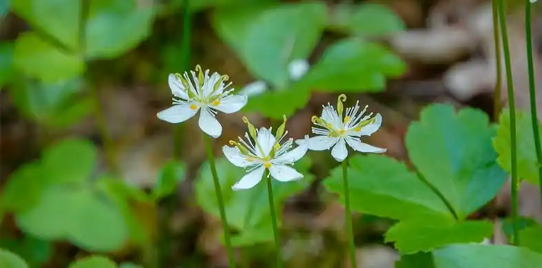 15 Medicinal Health Benefits Of Goldthread Coptis Chinensis 