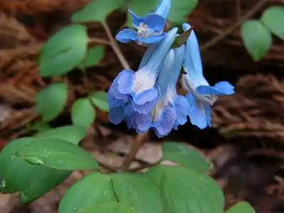 15 Medicinal Health Benefits Of Yan Hu Suo (Corydalis yanhusuo)