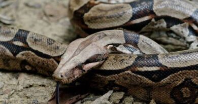 The Appearance and Features of Boa Constrictors