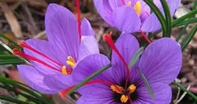17 Medicinal Health Benefits Of Saffron (Crocus sativus)