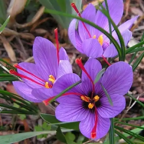 17 Medicinal Health Benefits Of Saffron (Crocus sativus)