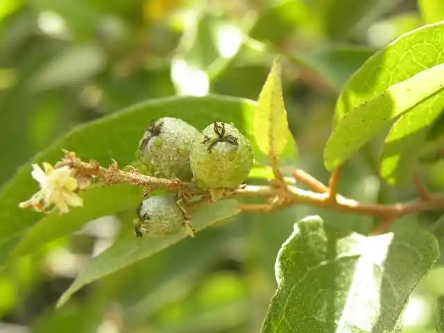 10 Medicinal Health Benefits Of Cascarilla (Croton eluteria)