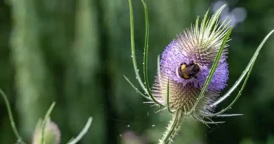 18 Medicinal Health Benefits Of Teasel (Dipsacus)