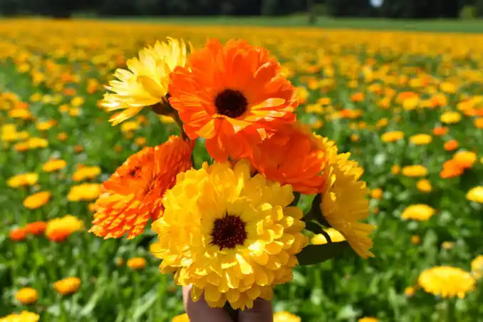 15 Medicinal Health Benefits Of Calendula (Marigold)