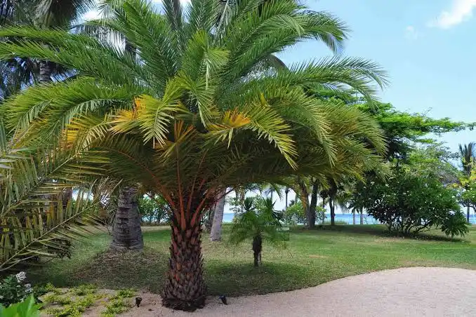 15 Medicinal Health Benefits Of Palm Tree