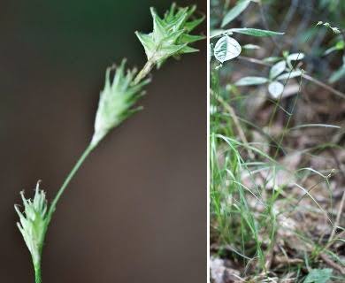 How to Grow, Use and Care for Tissue Sedge Grass (Carex hyalina)