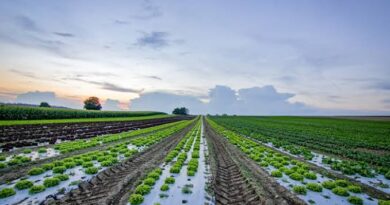 Understanding the Different Ways of Farming