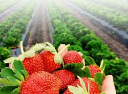 Guide on How to Start a Strawberry Farming