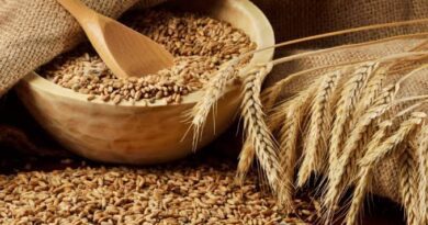 How to Grow and Care for Wheats