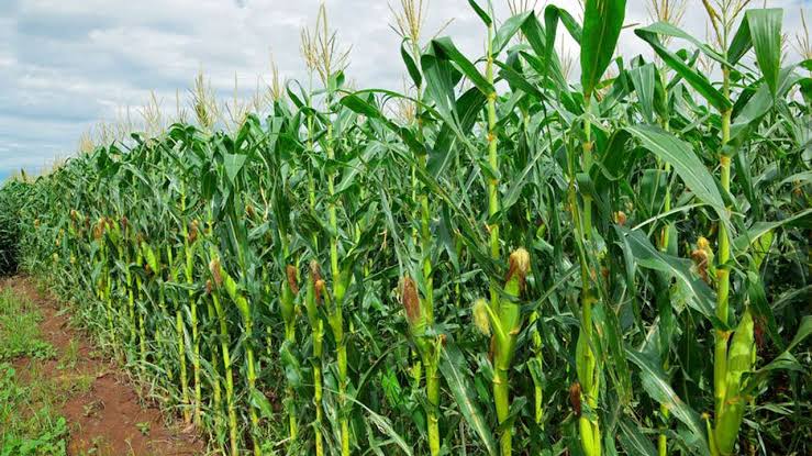 How to Grow and Care for Maize Plant