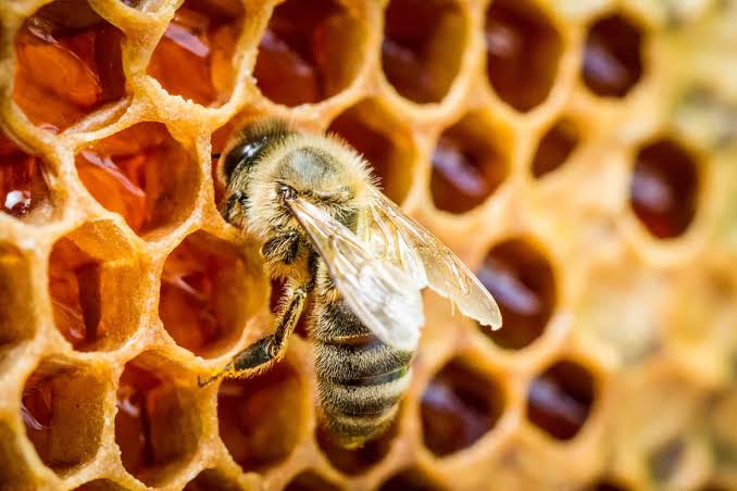 Steps on How Bees make Honey