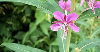 15 Medicinal Health Benefits Of Rosebay Willow Herb (Fireweed)