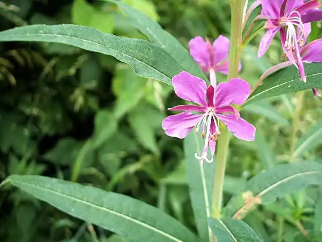 15 Medicinal Health Benefits Of Rosebay Willow Herb (Fireweed)