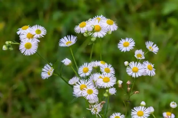 18 Medicinal Health Benefits Of Fleabane (Erigeron)