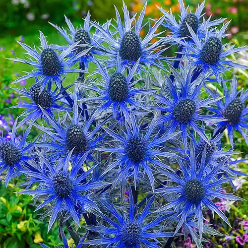 15 Medicinal Health Benefits Of Sea Holly (Eryngium)