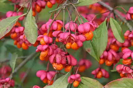 15 Medicinal Health Benefits Of Spindle Bark (Euonymus europaeus)