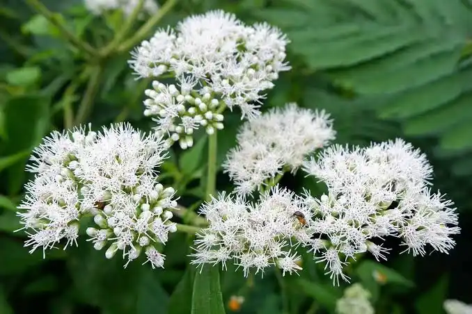 10 Medicinal Health Benefits Of Boneset (Eupatorium perfoliatum)