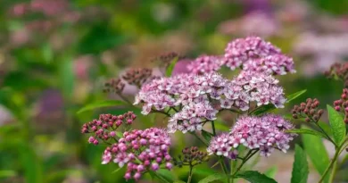 10 Medicinal Health Benefits Of Meadowsweet (Filipendula ulmaria)