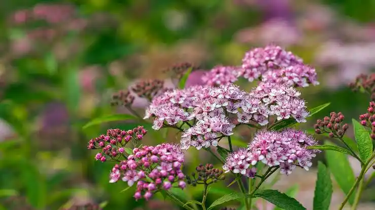 10 Medicinal Health Benefits Of Meadowsweet (Filipendula ulmaria ...