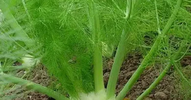 16 Medicinal Health Benefits Of Fennel (Foeniculum vulgare)